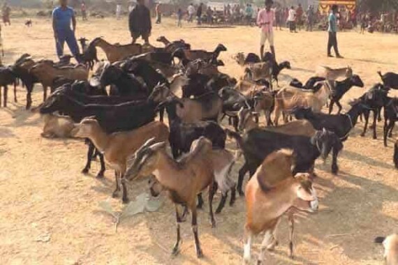 Goat Project NE India